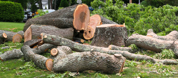 How Our Tree Care Process Works  in  Norcross, GA